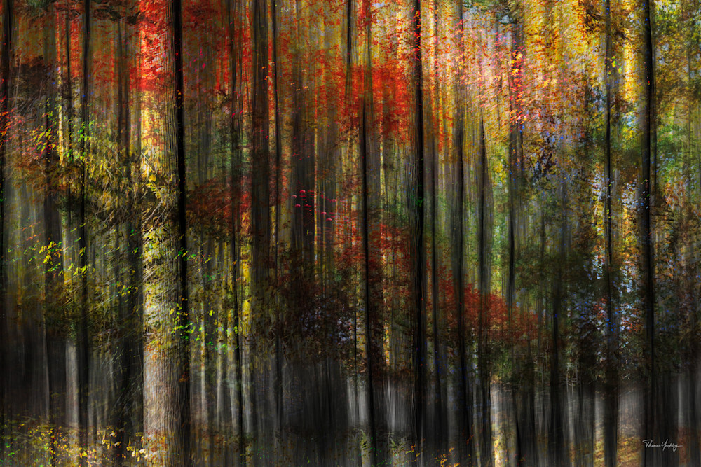 Painted Forest Photography Art | Thomas Yackley Fine Art Photography