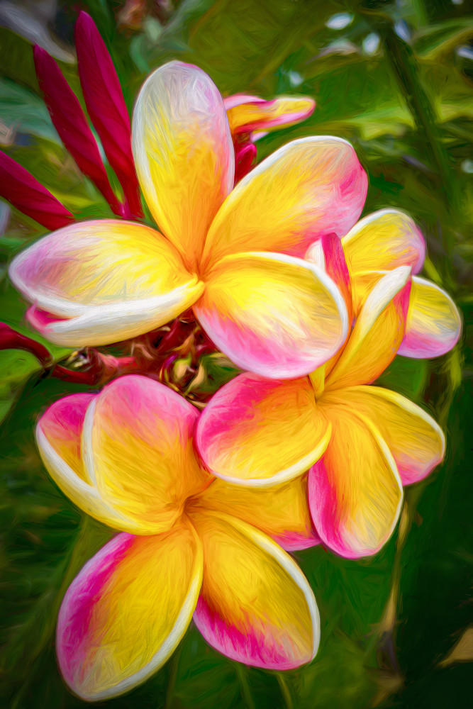 Aspects Of A Plumeria (Artisan Collection) Photography Art | Soaring Whales Photography LLC