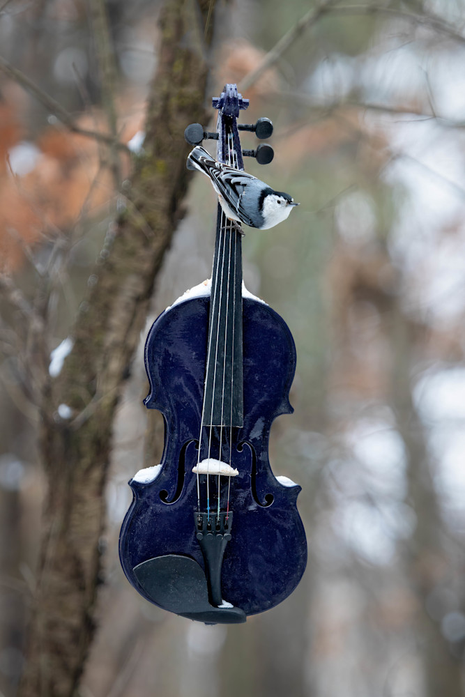 Nuthatch On A Violin  Photography Art | Paul Kober Photo