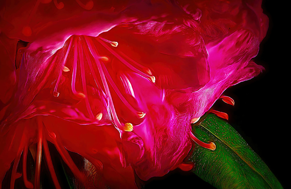 Red Deep Flower Lite Prefer Photography Art | Photoeye Inc