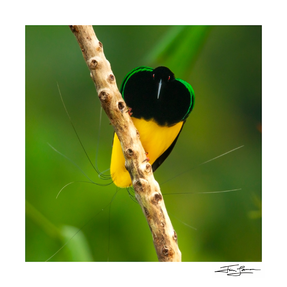 Twelve-wired Bird of Paradise portrait available as wall art.