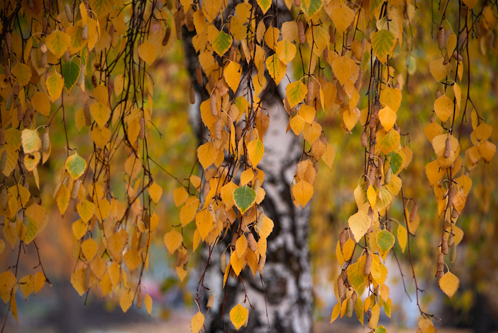 Aspen Fall Leaves fine art photograph - by Sally Halvorsen