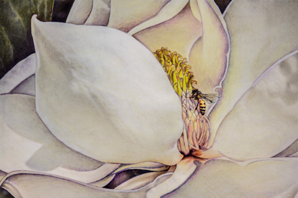 Portrayal an ,Open Invitation, showing the beneficial relationship between a bee and a magnolia flower.