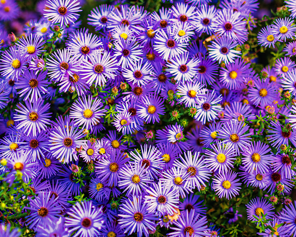 Aster Explosion Photography Art | Dawn Holm Photography