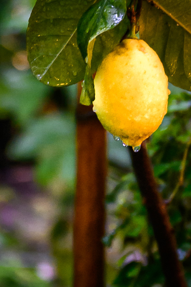 Lemon Drop Photography Art | Gingerich PhotoArt