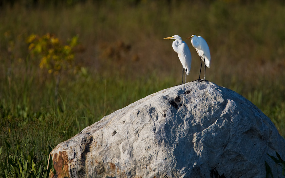 A Pair In The Sun Photography Art | Kates Nature Photography, Inc.