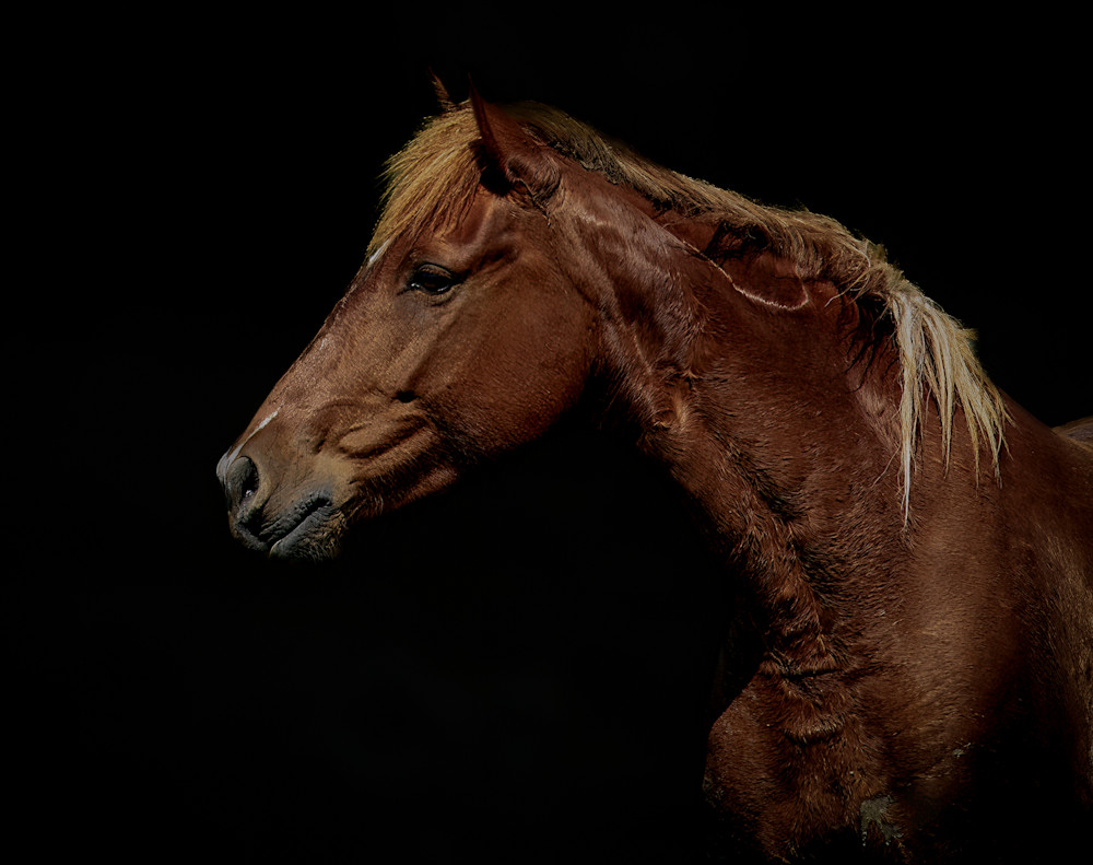 Portrait Of A Wild Horse Photography Art | Kates Nature Photography, Inc.