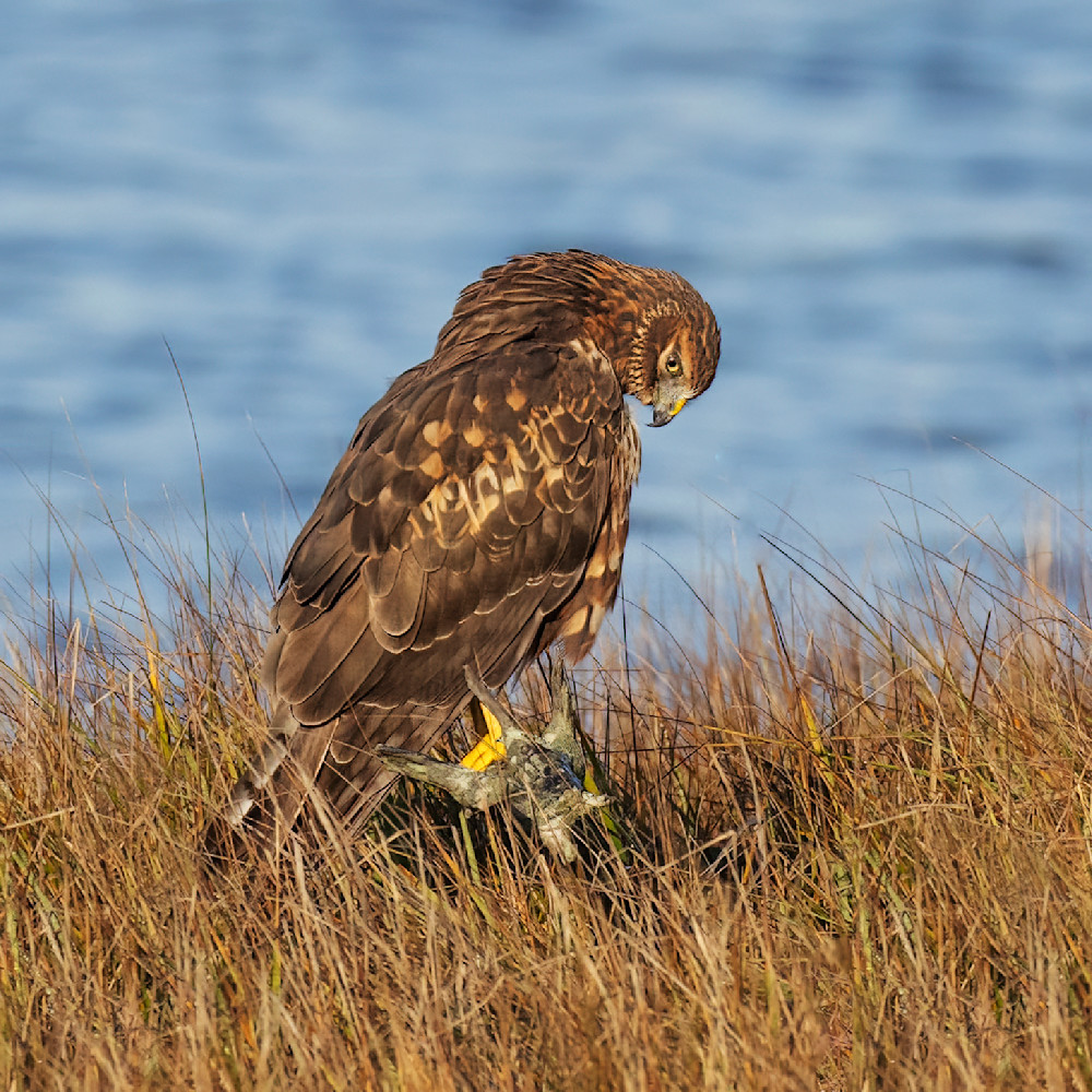 Northern Harrier Coy Glance Photography Art | Bob Boyd Salty Images