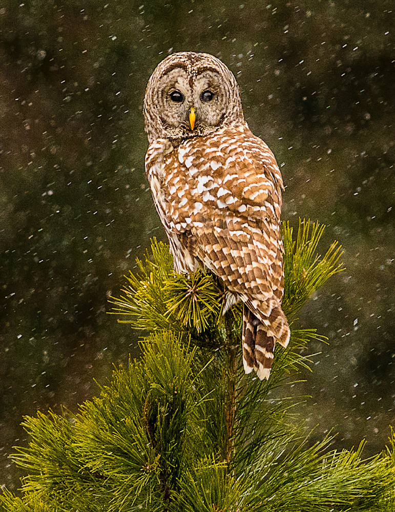 Barred Owl In Snow Photography Art | Bob Boyd Salty Images
