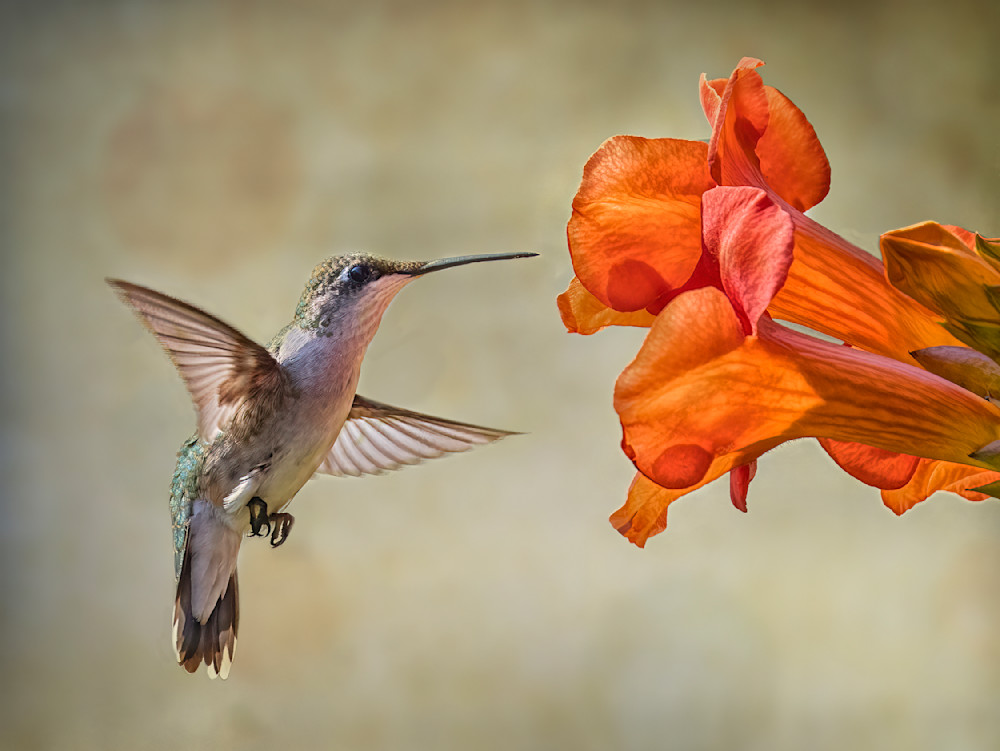 Hummingbird Trumpet Vine Photography Art | Bob Boyd Salty Images