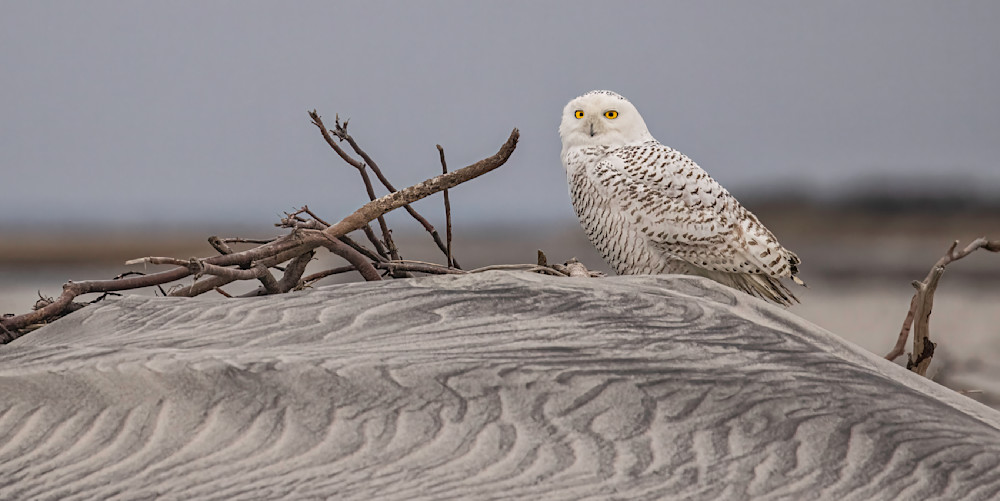 Snowy Owl On The Beach Photography Art | Bob Boyd Salty Images