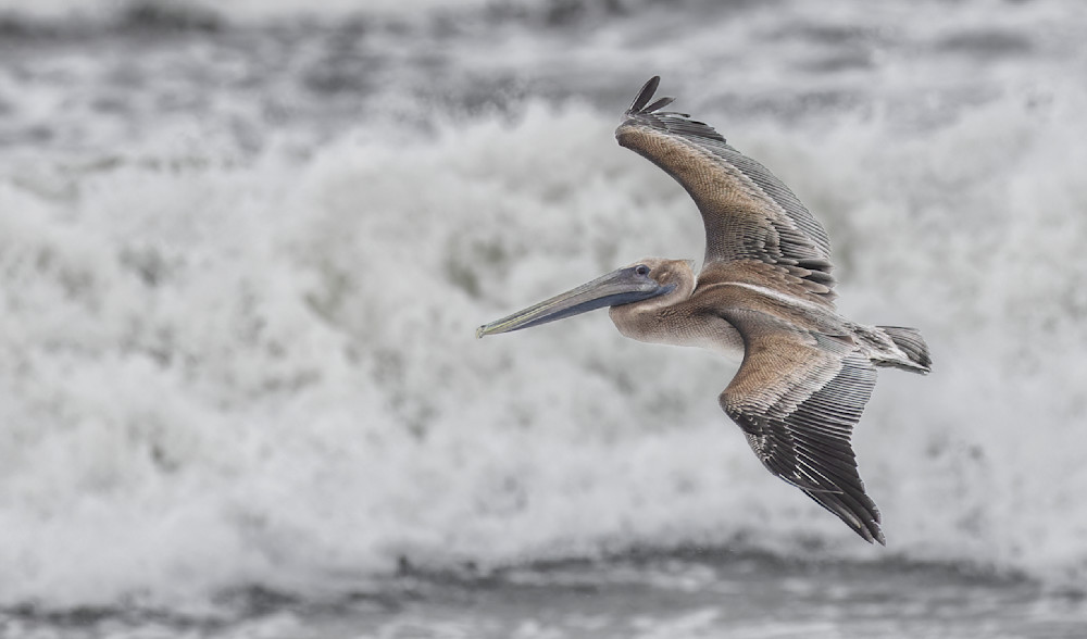 Brown Pelican In Flight Photography Art | Bob Boyd Salty Images