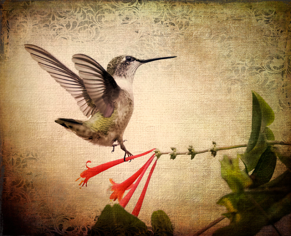 Dancing Hummingbird Photography Art | Bob Boyd Salty Images