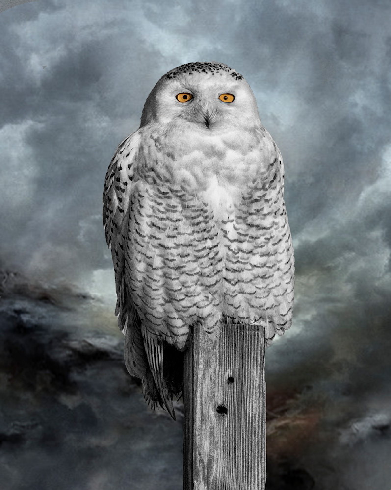 Snowy Owl On Pole Photography Art | Bob Boyd Salty Images