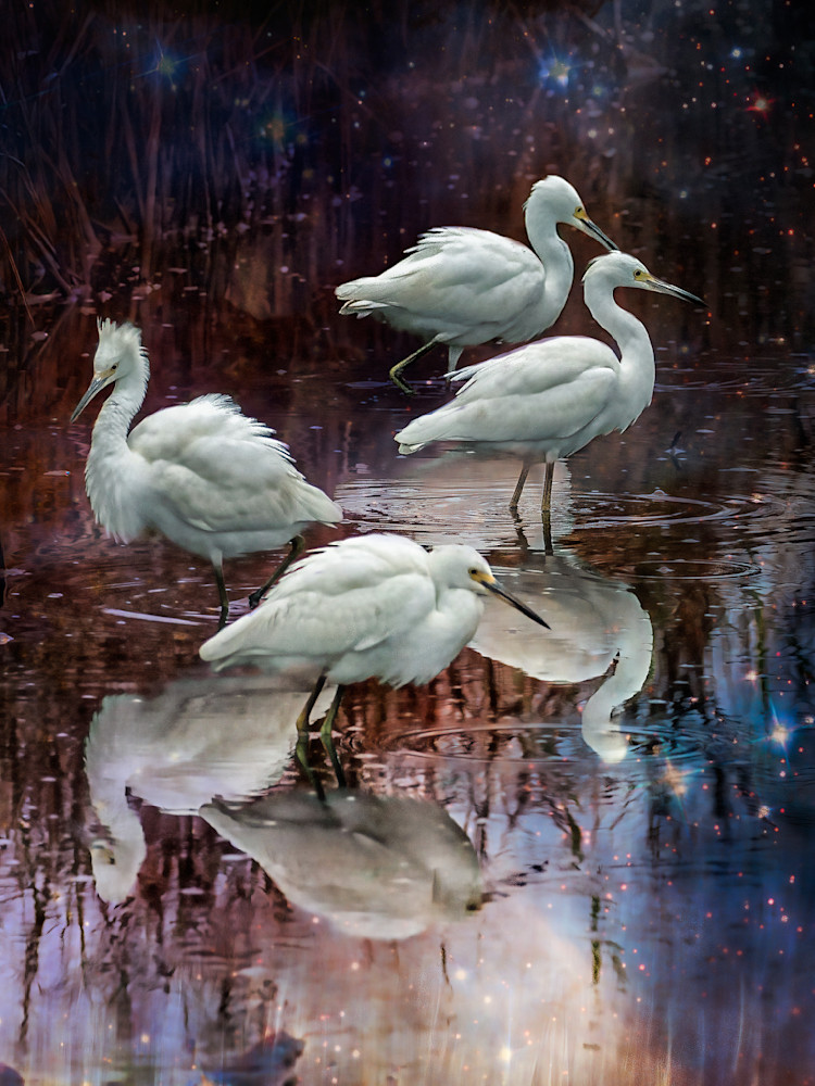 Snowy Egrets Assembling Photography Art | Bob Boyd Salty Images