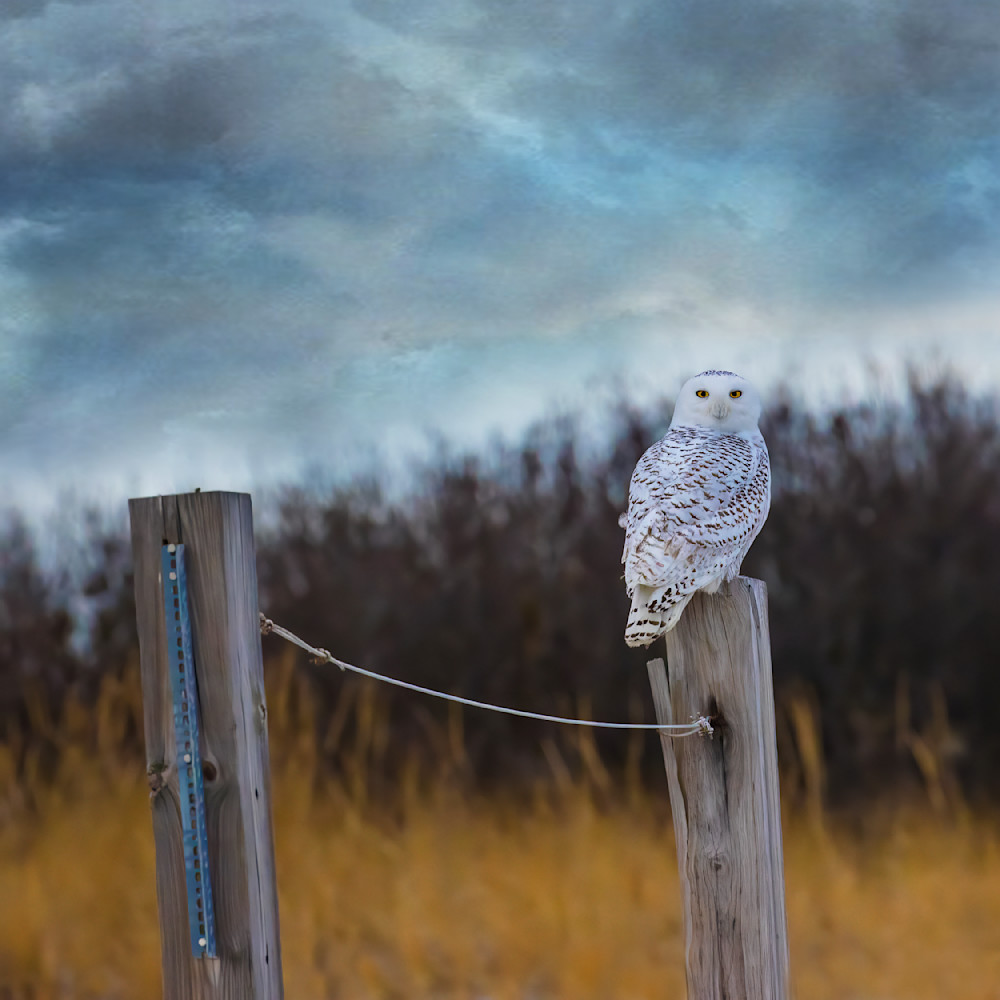 Snowy Owl Perched Photography Art | Bob Boyd Salty Images