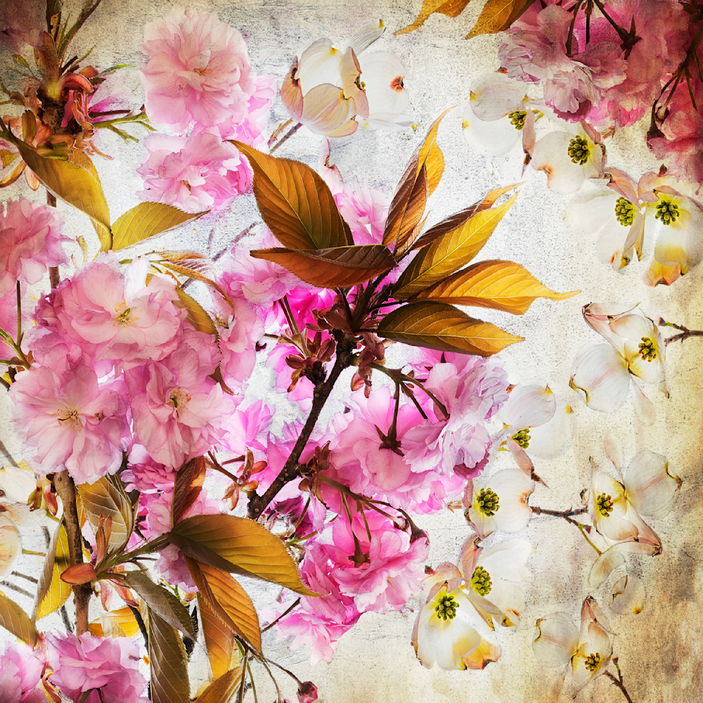 Collection Of Flowering Cherry Blossoms & Dogwood Flowers Photography Art | Bob Boyd Salty Images