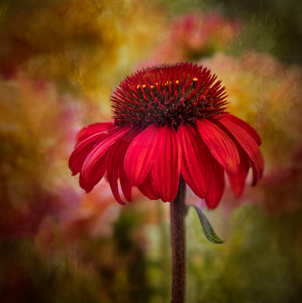 Red Cone Flower Photography Art | Bob Boyd Salty Images