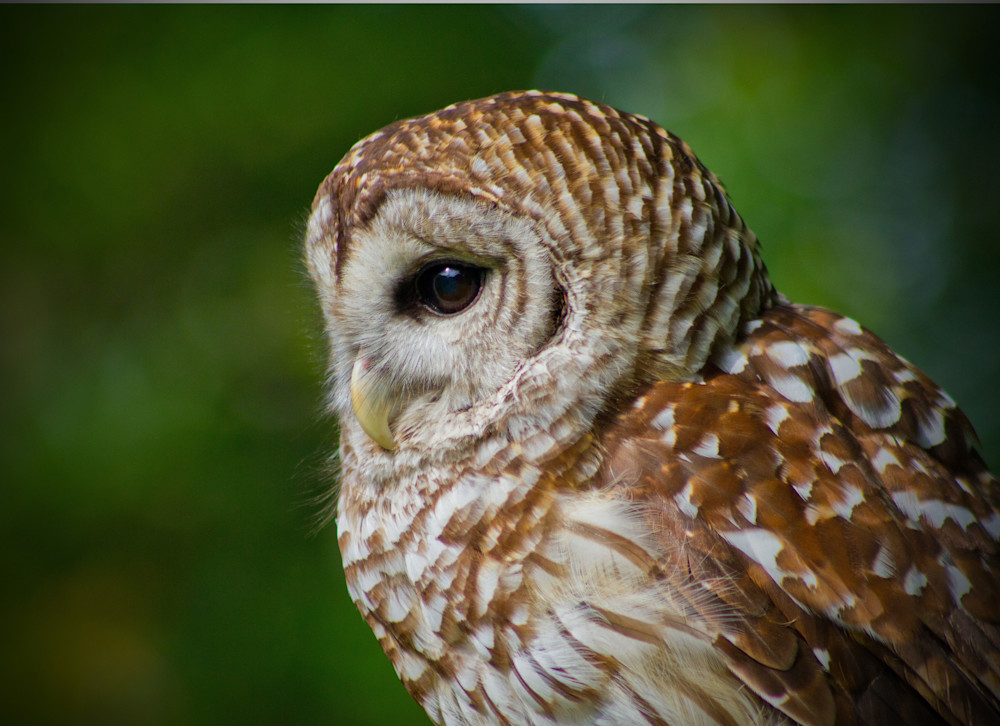 Barred Owl Photography Art | Julie Chapa Photography