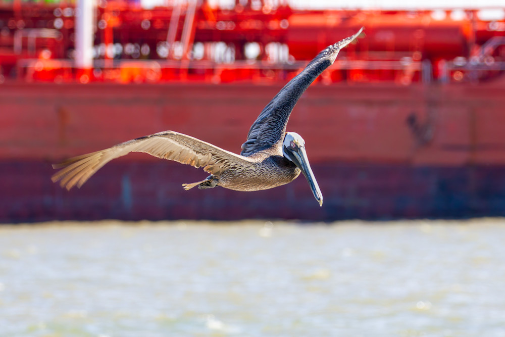 Gliding Through Galveston Photography Art | Julie Chapa Photography
