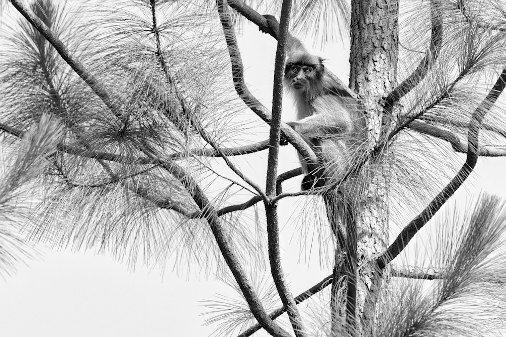 Colobus Abstract