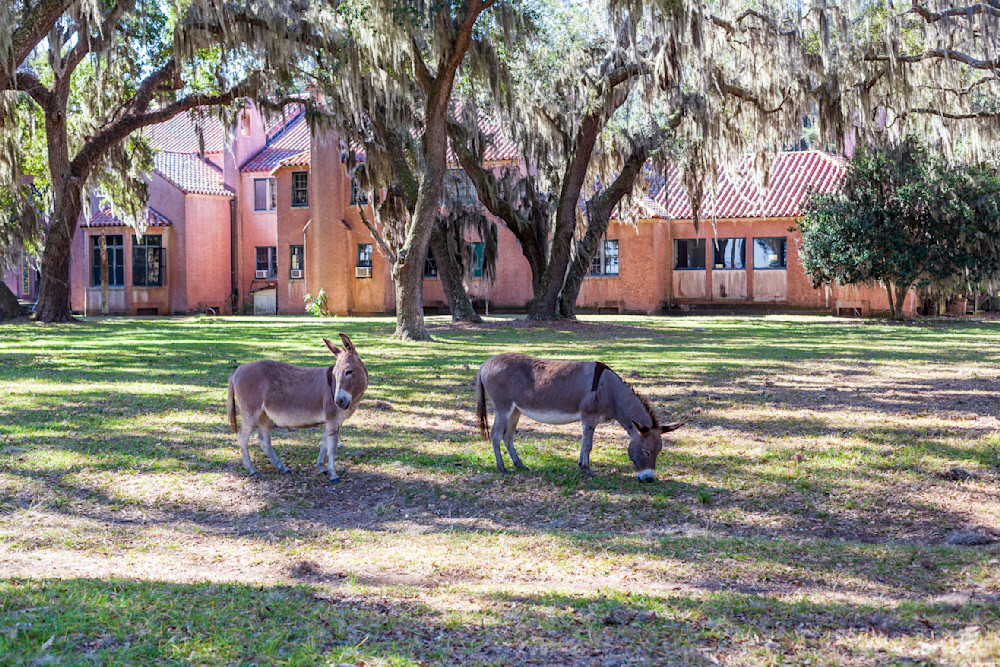 Ossabaw Donkeys at the Mansion