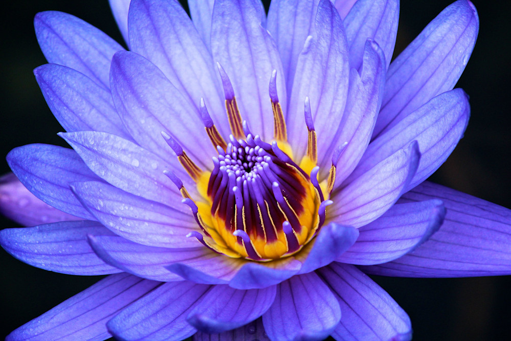 Purple Water Lily Macro Photograph | Captivating Floral Artwork | Nature-inspired Fine Art