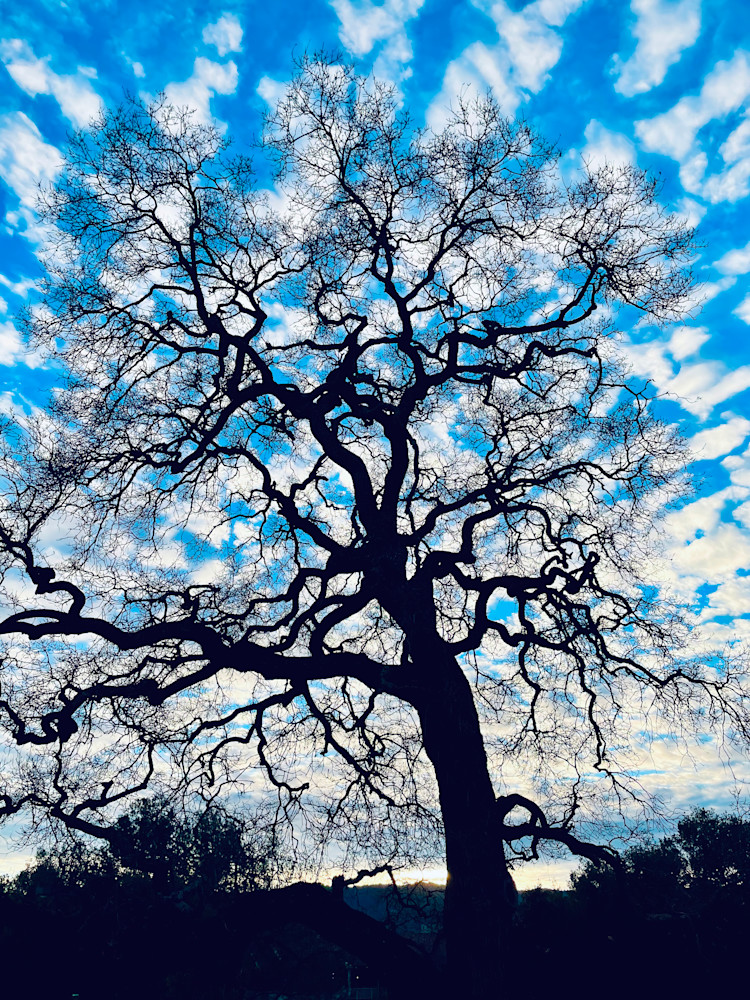 Blue Sky Tree Photography Art | Kyle Shepard Photography