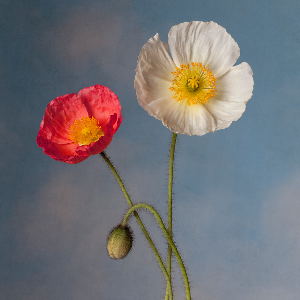 Poppies In The Garden Art | Sondra Wampler | fine art