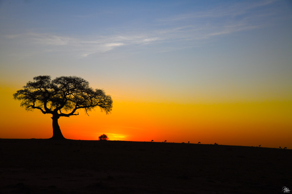 The Keystone Of The African Plain Photography Art | Rick Perkins Photography