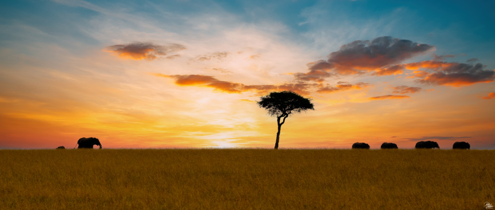 Elephants At Sunset Photography Art | Rick Perkins Photography