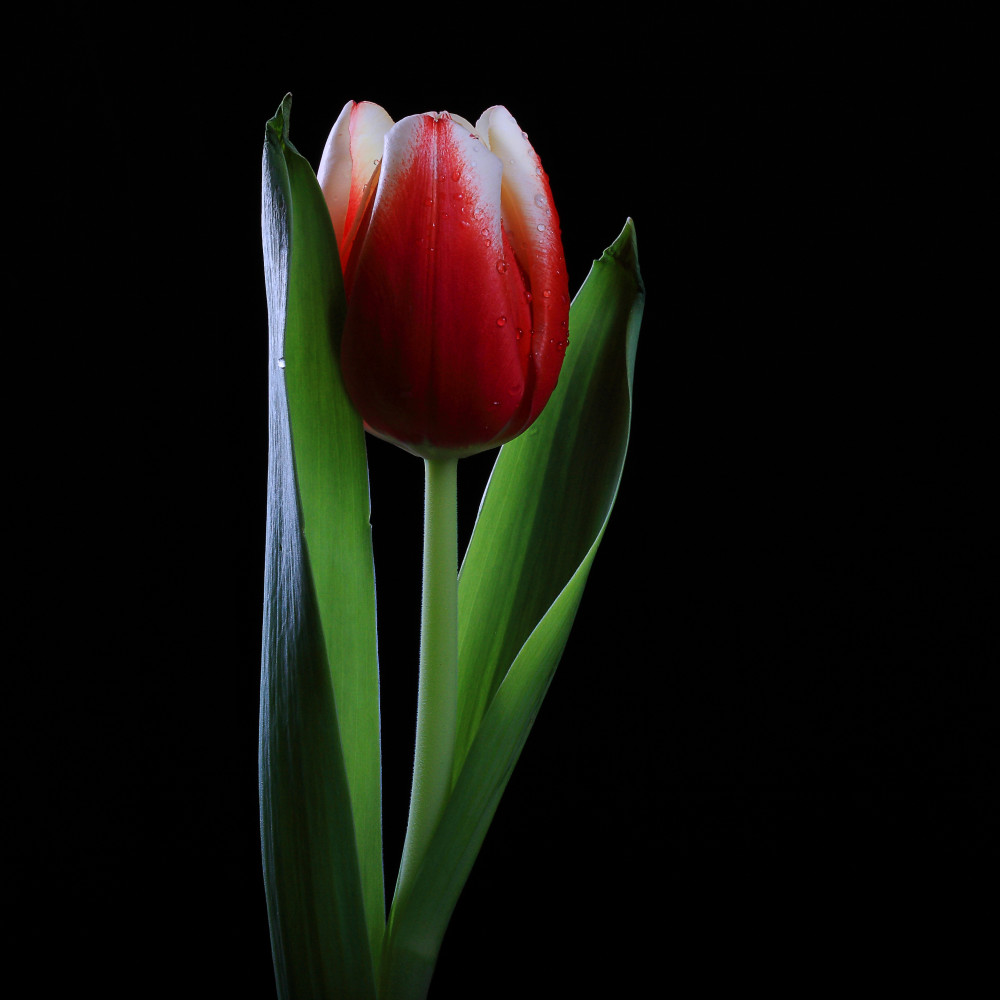 Tulip Portrait 2 Photography Art | Kates Nature Photography, Inc.