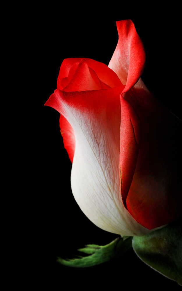 Portrait Of A Tulip Photography Art | Kates Nature Photography, Inc.