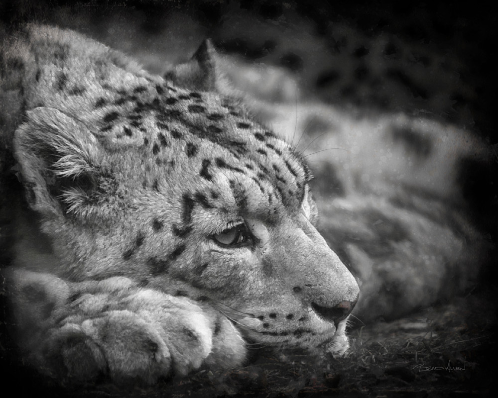 Snow Leopard Siesta