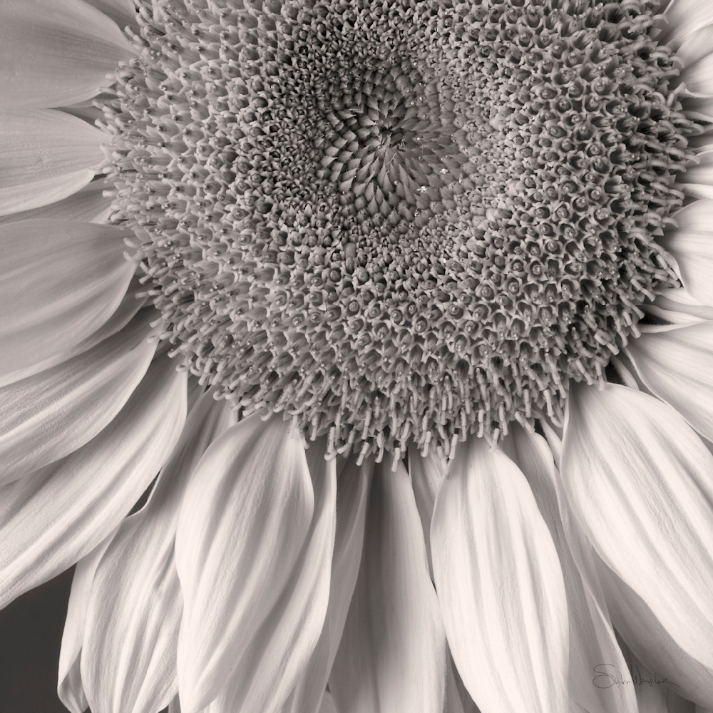 Sunflower No 2 Art | Sondra Wampler | fine art