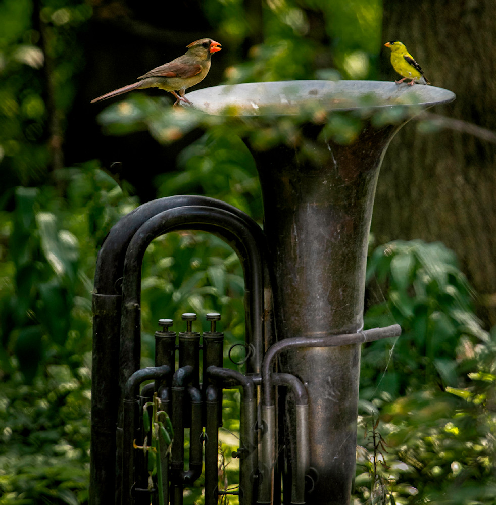 Two Birds On A Tuba Photography Art | Paul Kober Photo