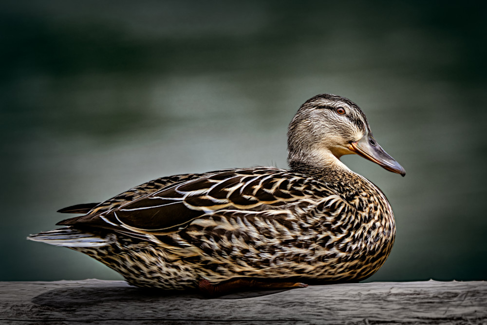 The Decoy Art | Trevor Pottelberg Photography