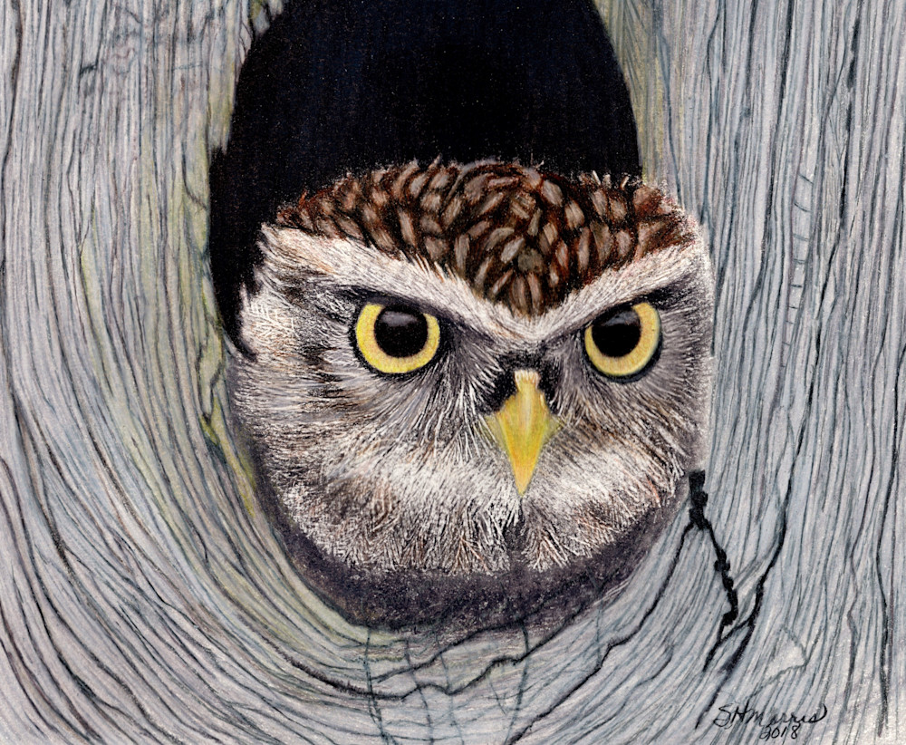 Owl Attitude Art | SH Morris Art