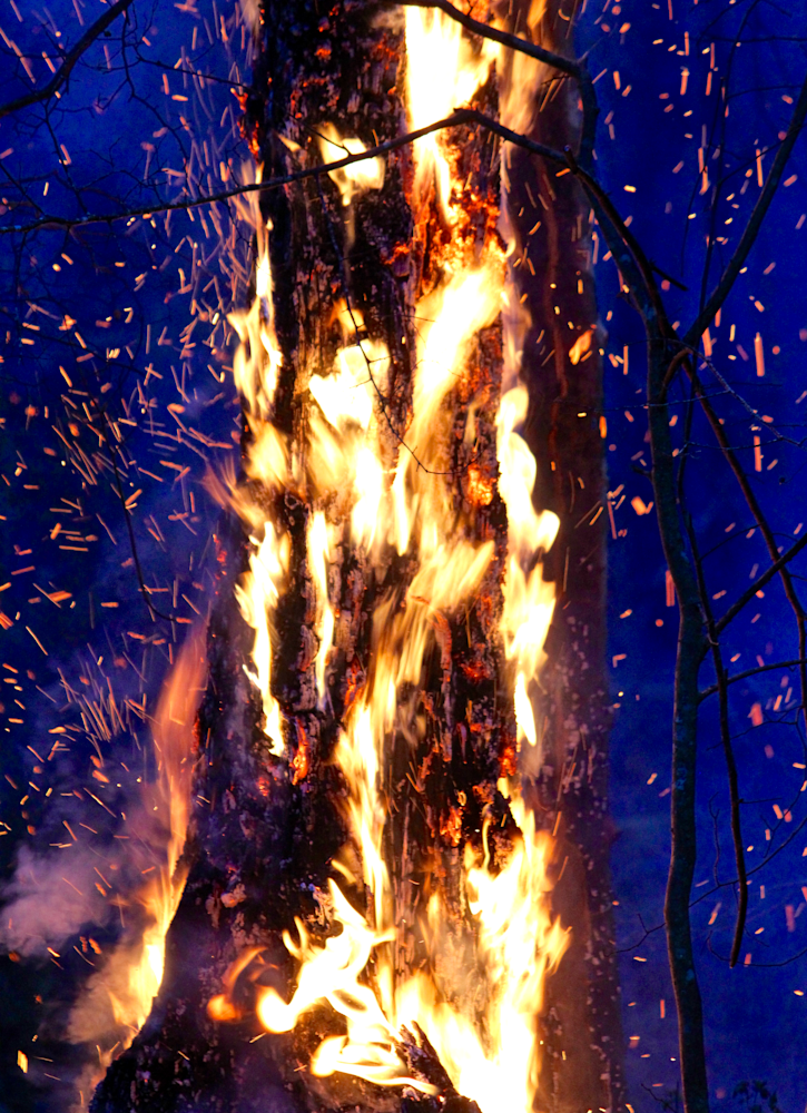 Burning Tree Photography Art | Chase The Moment