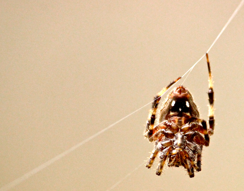 Arachnid Photography Art | Chase The Moment