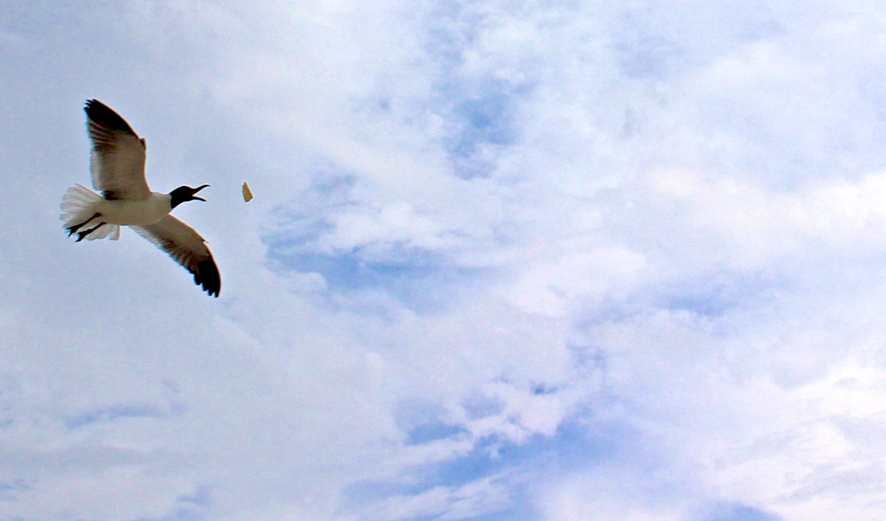 Flying Gull Photography Art | Chase The Moment
