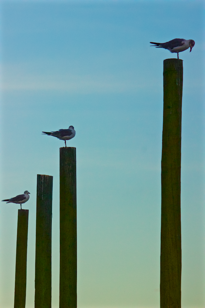 Perched Gulls Photography Art | Chase The Moment