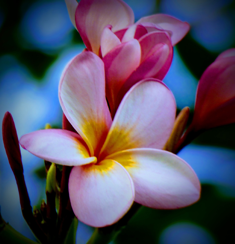 Hawaiian Plumeria  Photography Art | Touched by Nature
