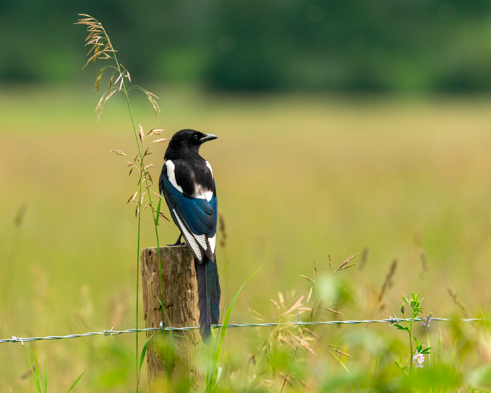 Magpie at Her Post | Terrill Bodner Photographic Art