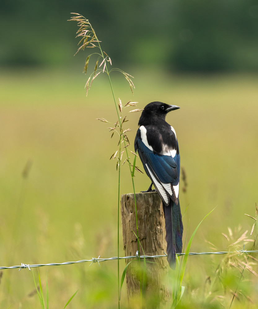 Magpie on a Post | Terrill Bodner Photographic Art