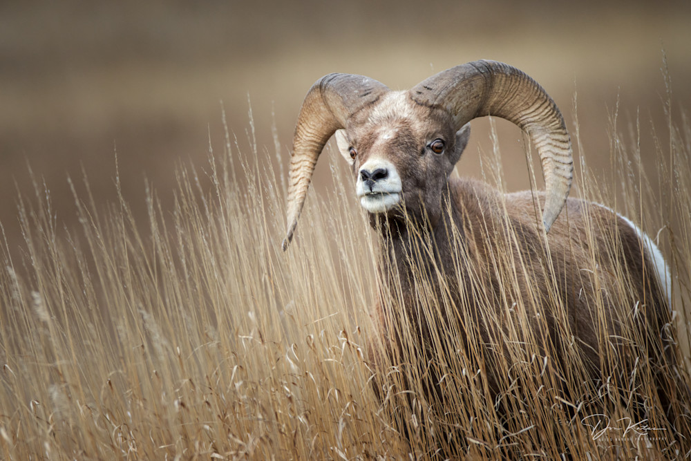 Badlands Ram Photography Art | Kates Nature Photography, Inc.