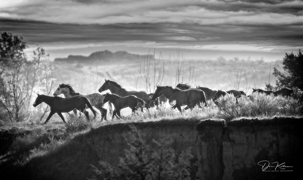 Thundering Herd Photography Art | Kates Nature Photography, Inc.