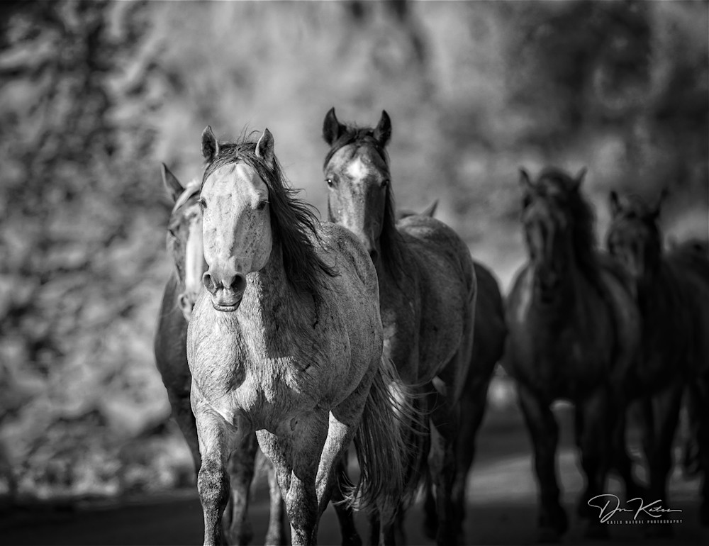 Freedom In Motion Photography Art | Kates Nature Photography, Inc.