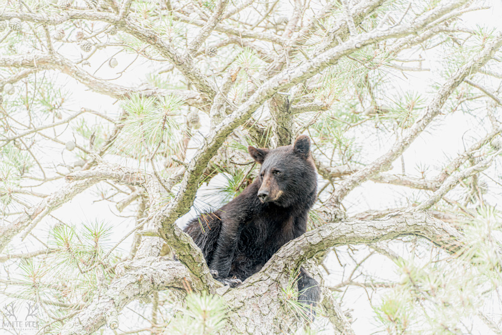 Bear In A Tree   Wdp05929 2 Ec Photography Art | White Deer Photography 