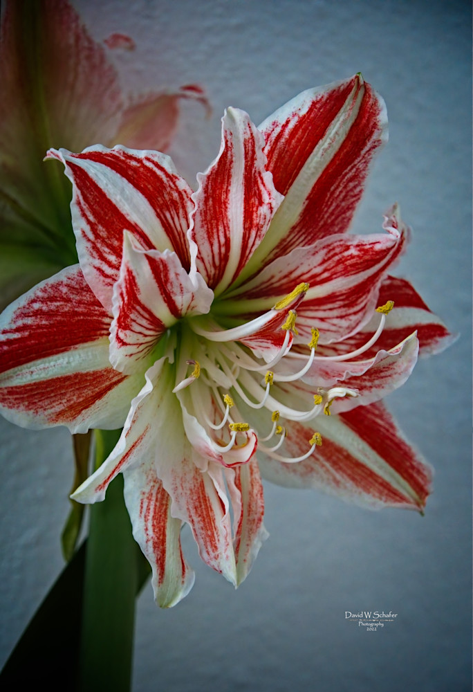 Red & White Lily Photography Art | David W Schafer